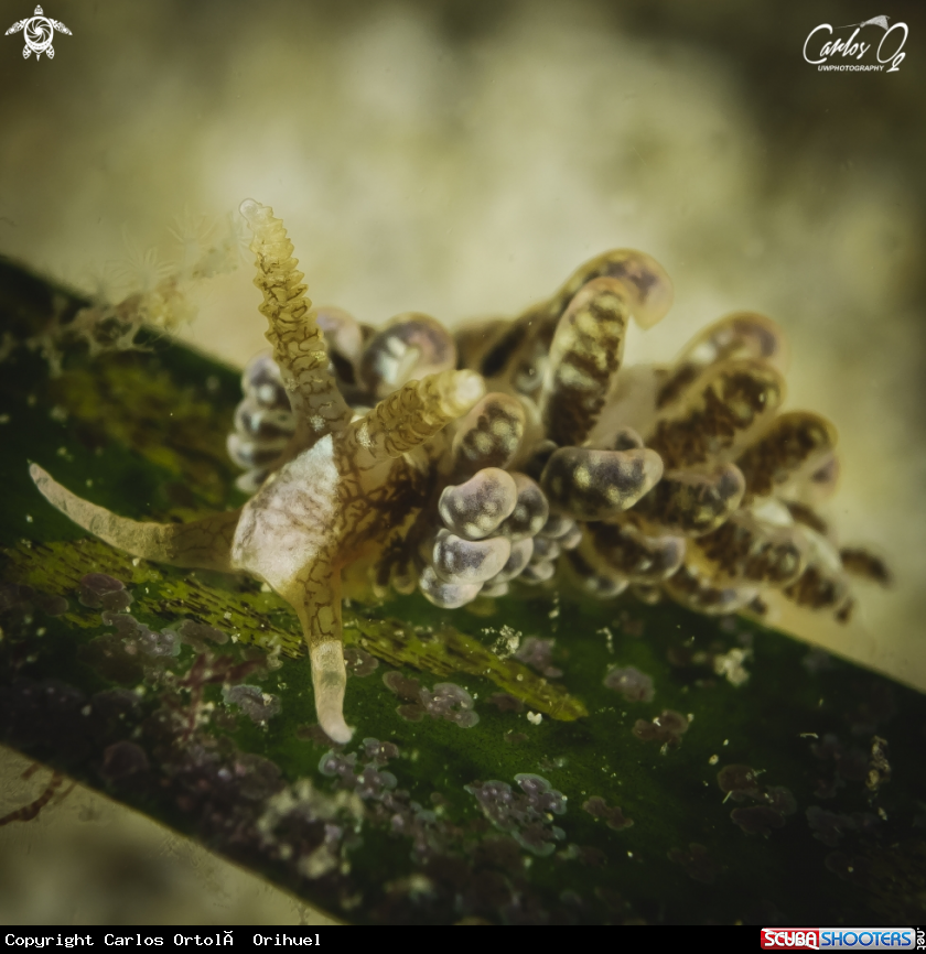 A Nudibranch