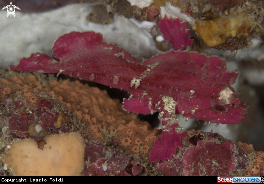 A Leaf scorpionfish