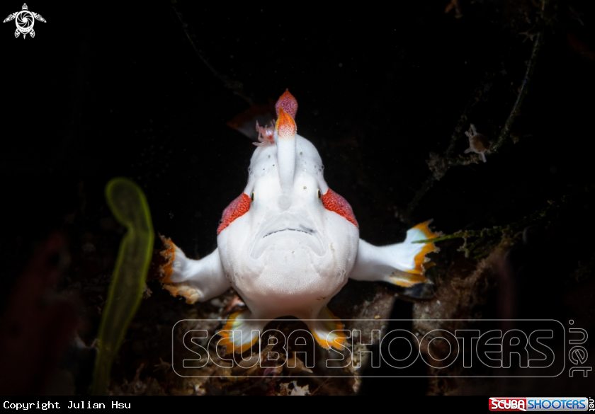 A Frogfish