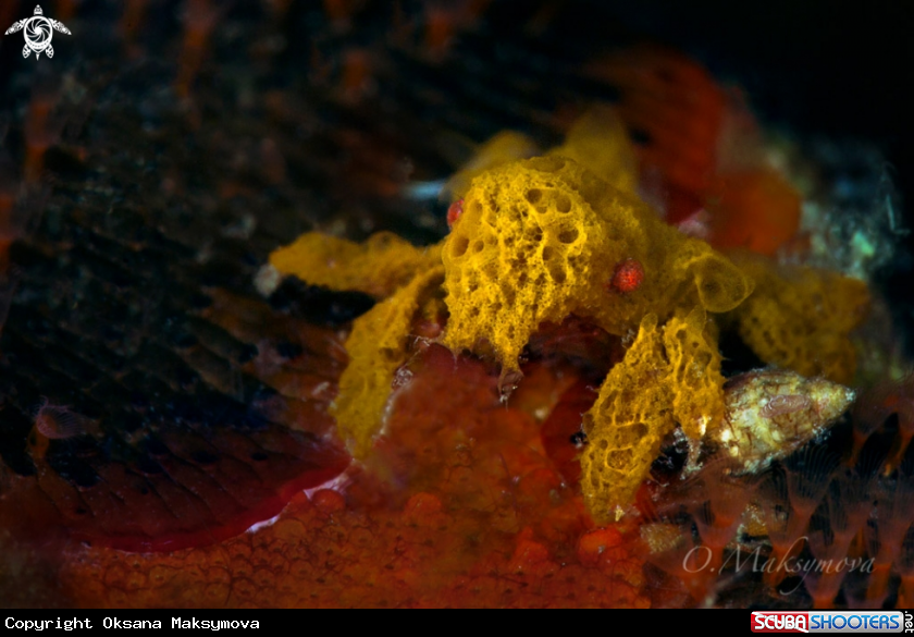 A Decorator Crab (Achaeus sp.) 