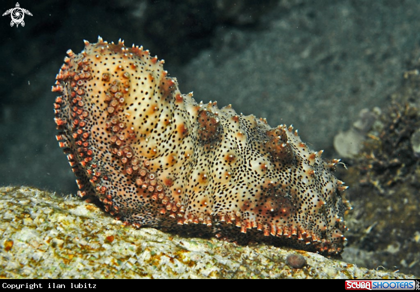 A sea cucumber