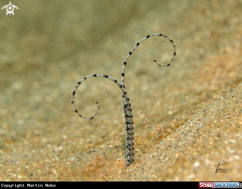 A Polychaete worm