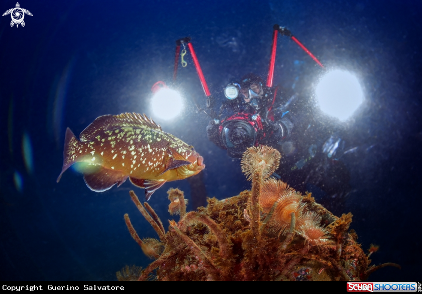 A Epinephelus marginatus