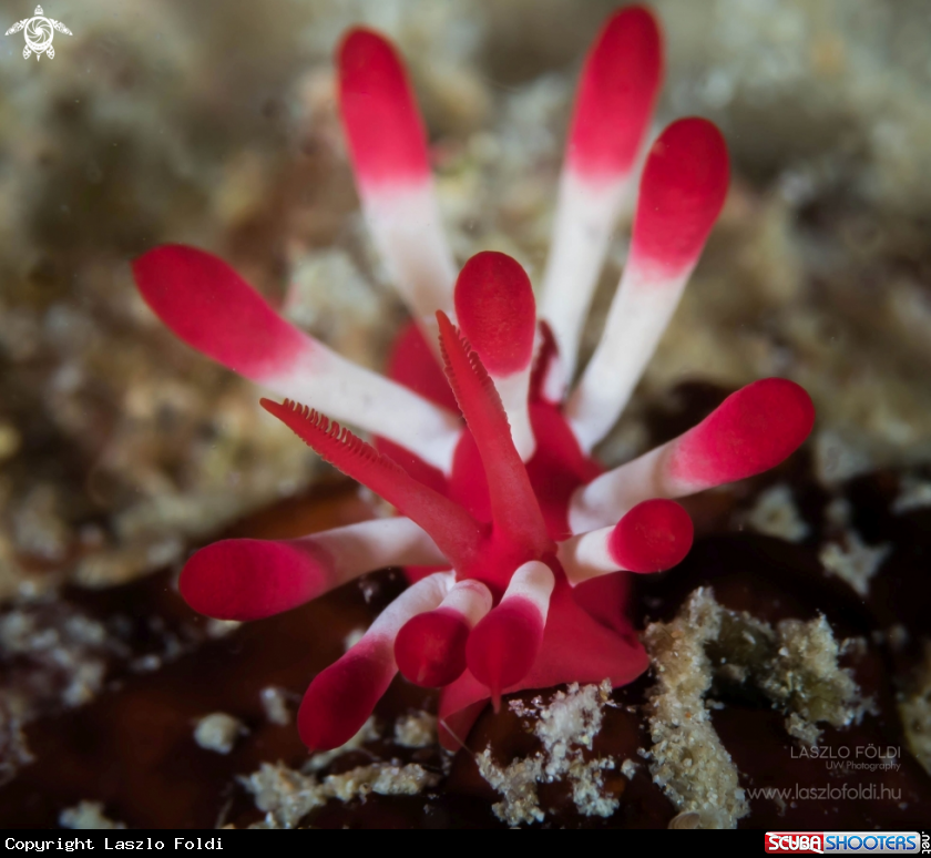 A Nudibranch