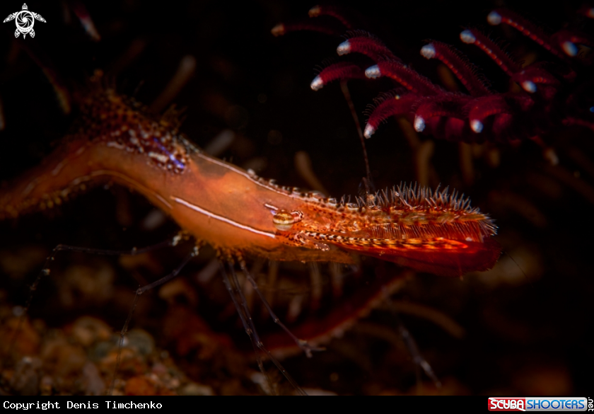 A SHRIMP