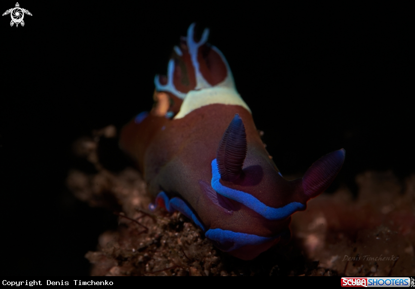 A NUDIBRANCH