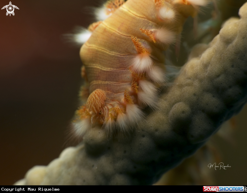 A Bearded Fireworm