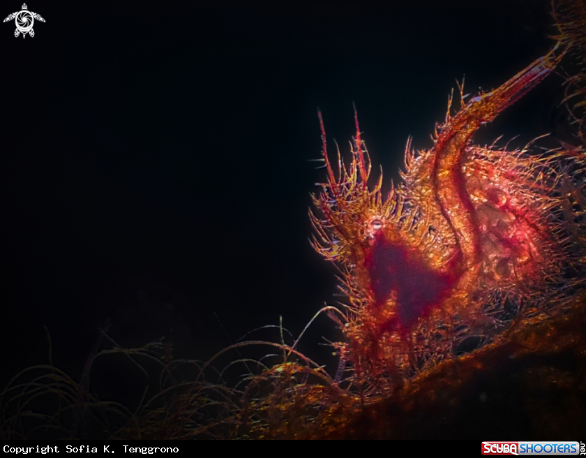 A Hairy shrimp