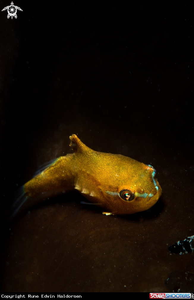A Lumpsucker