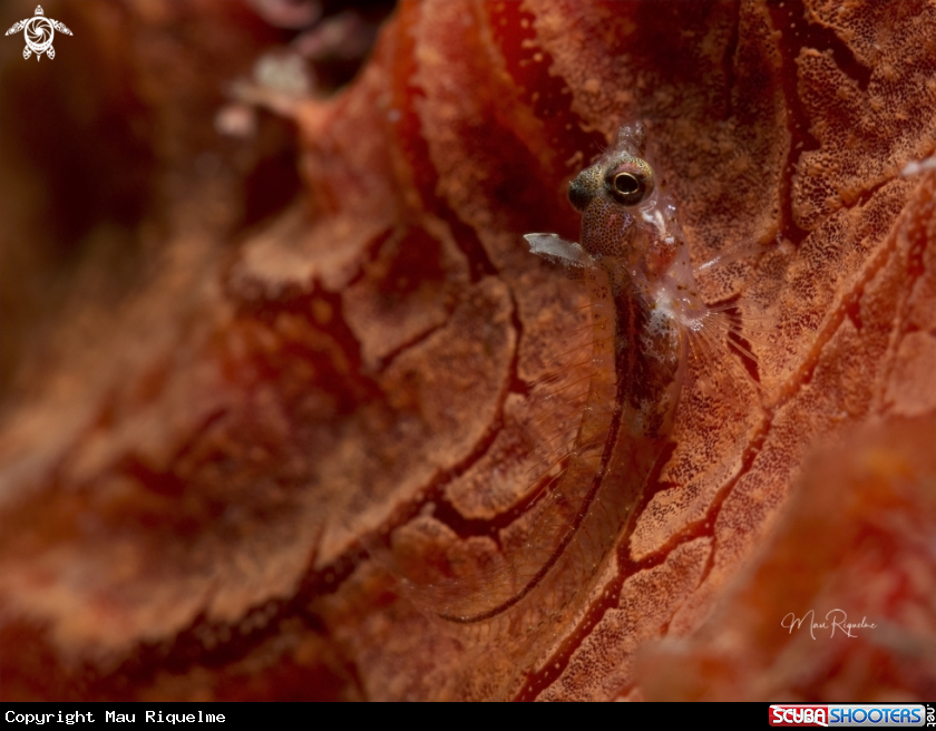A Smoothhead Glass Blenny