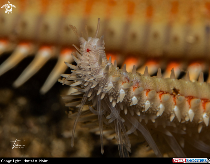 A Spiny Seastar