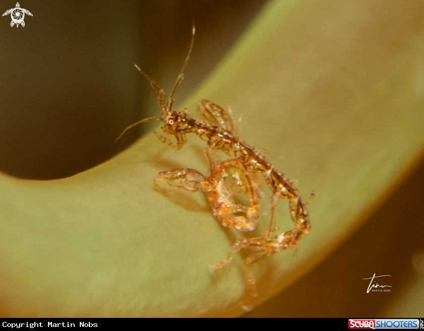 A Skeleton shrimp