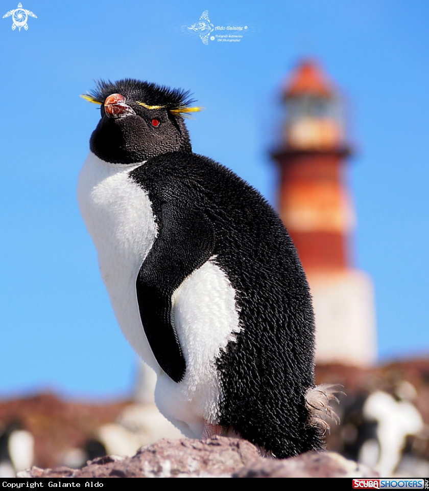 A Southern Rockhopper Penguin