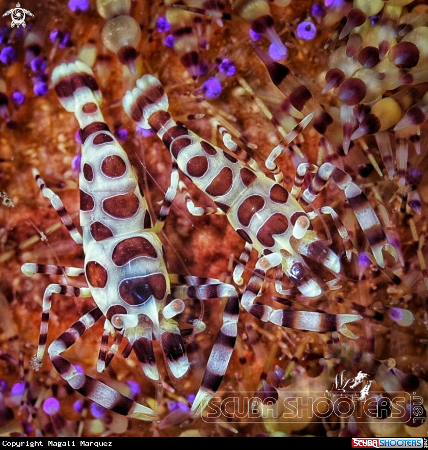 A Periclimenes colemani 