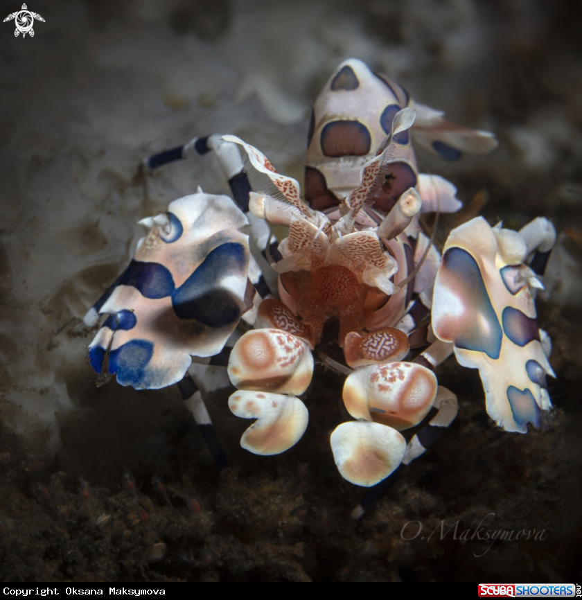 A Harlequin shrimp (Hymenocera picta) 