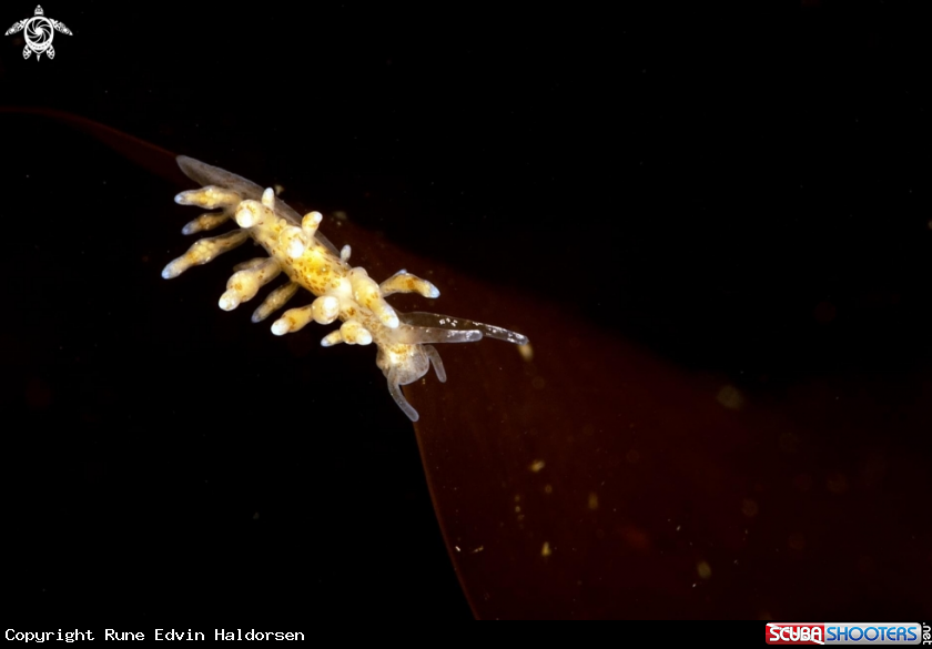 A Eubranchus rupium
