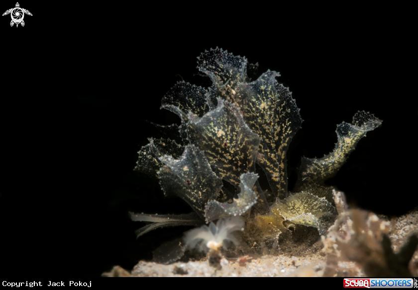 A Polycera orientalis