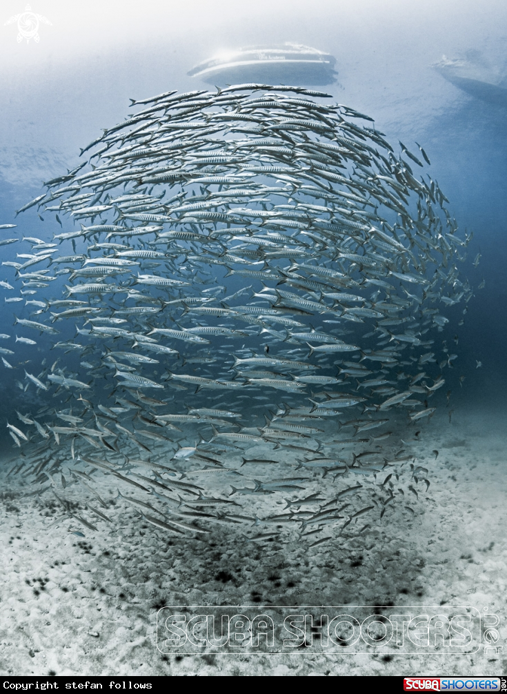 A Chevron Barracuda