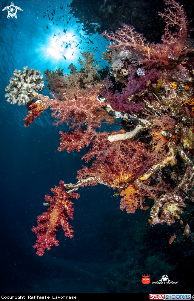 A Soft coral