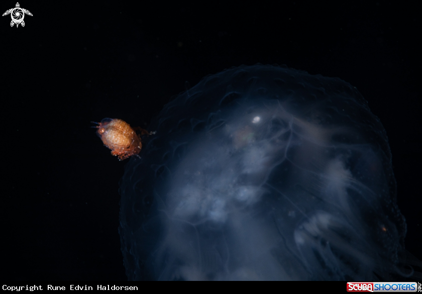 A Jellyfish with ampipod