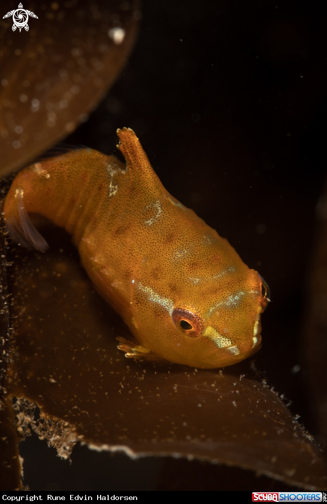 A Lumpsucker