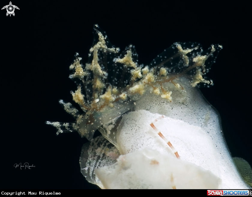 A Hermea crutiatus