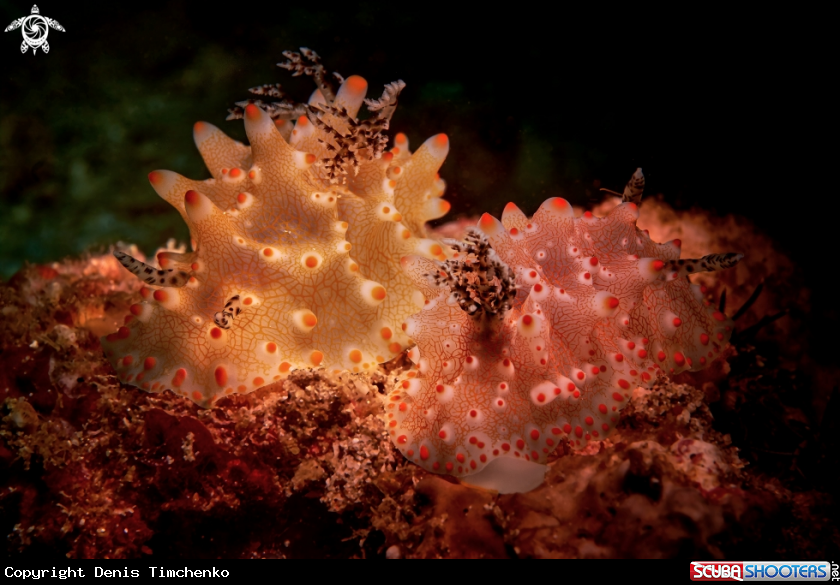 A NUDIBRANCH