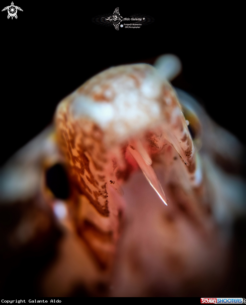 A Barredfin Moray Eel