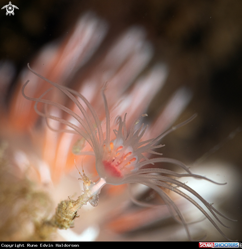 A Fjordia lineata