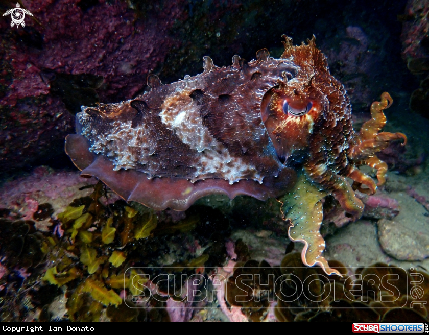 A Australian giant cuttlefish