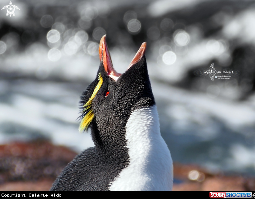 A Southern Rockhopper Penguin
