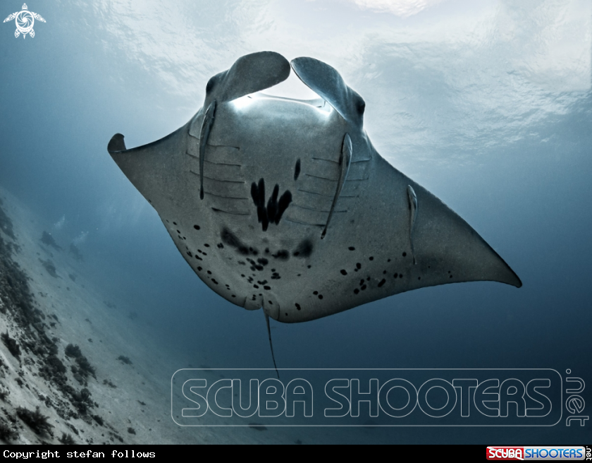 A Manta Ray