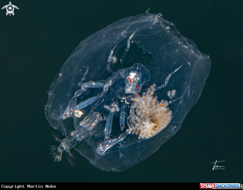 A Hyperiid amphipod