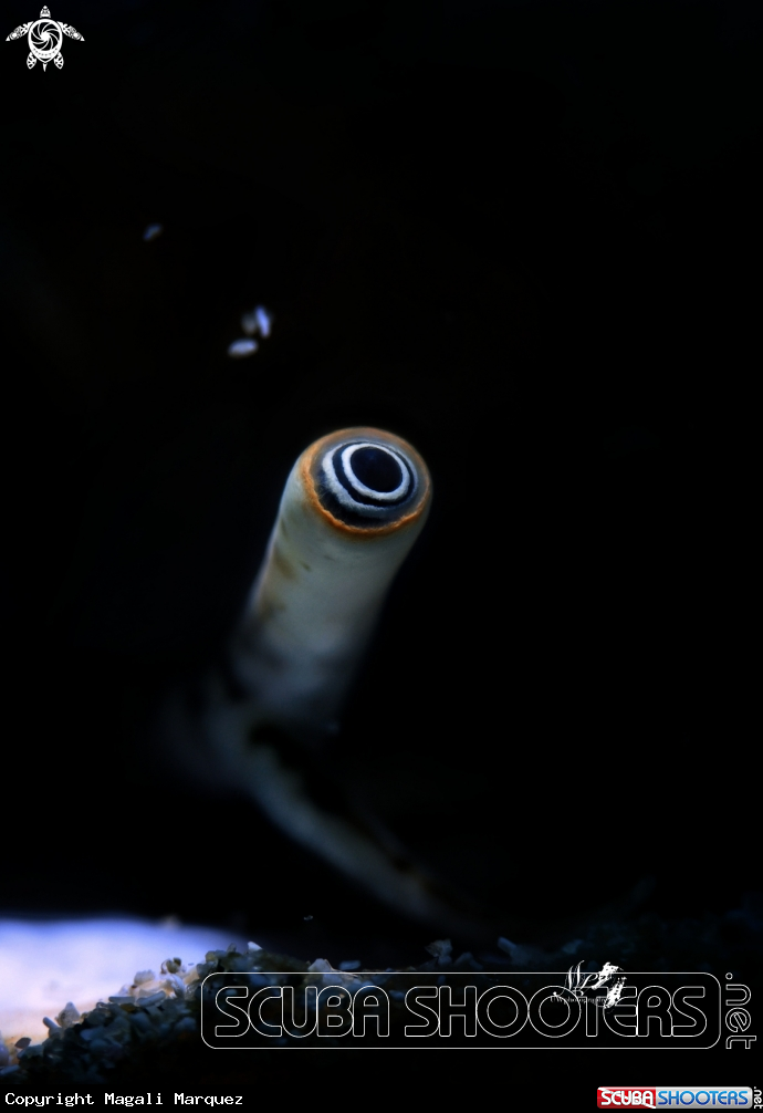 A Queenconch eye