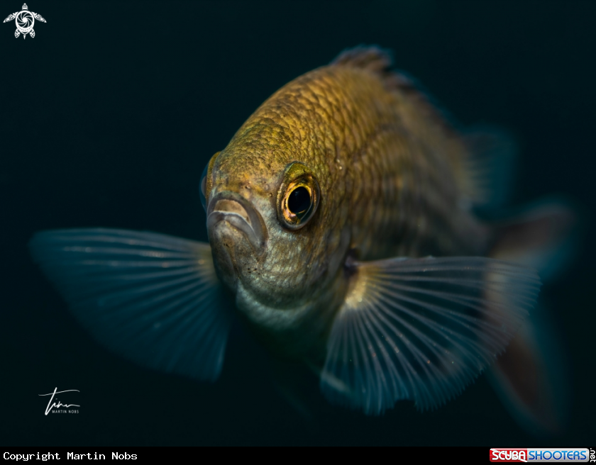 A Damselfish