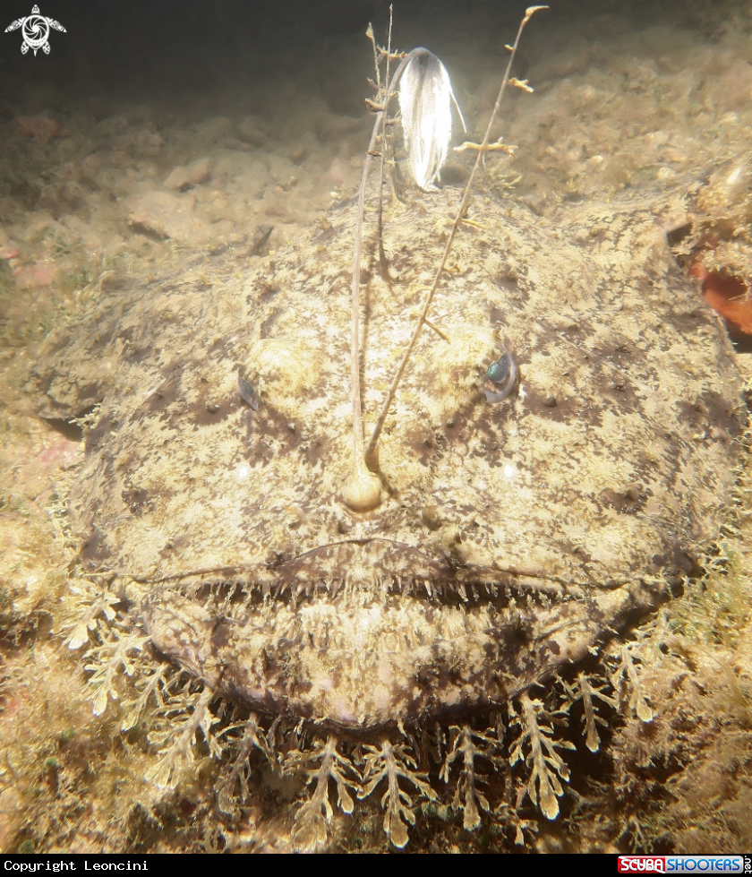 A Rana Piscatrix