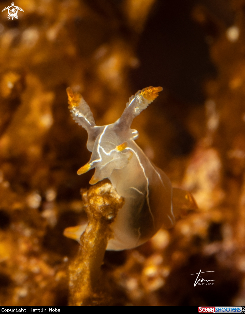 A Trapania lineata