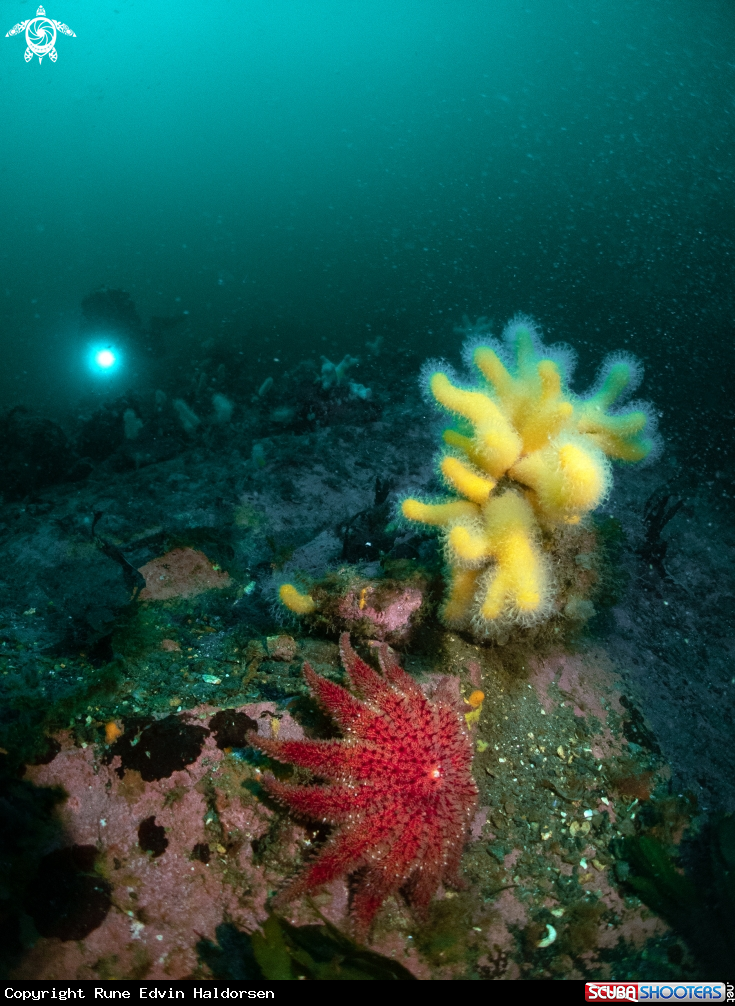 A sunstar