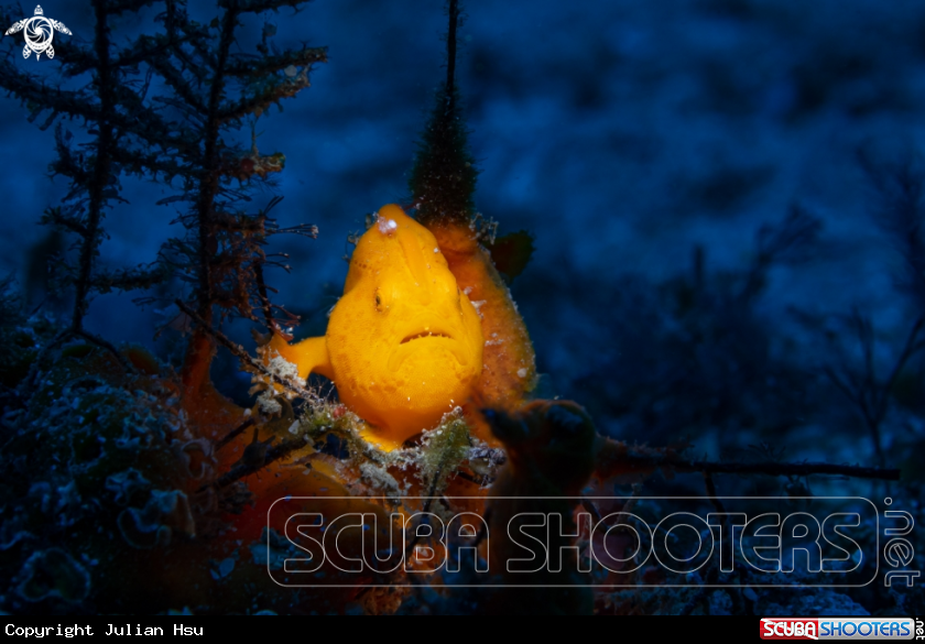A Frogfish