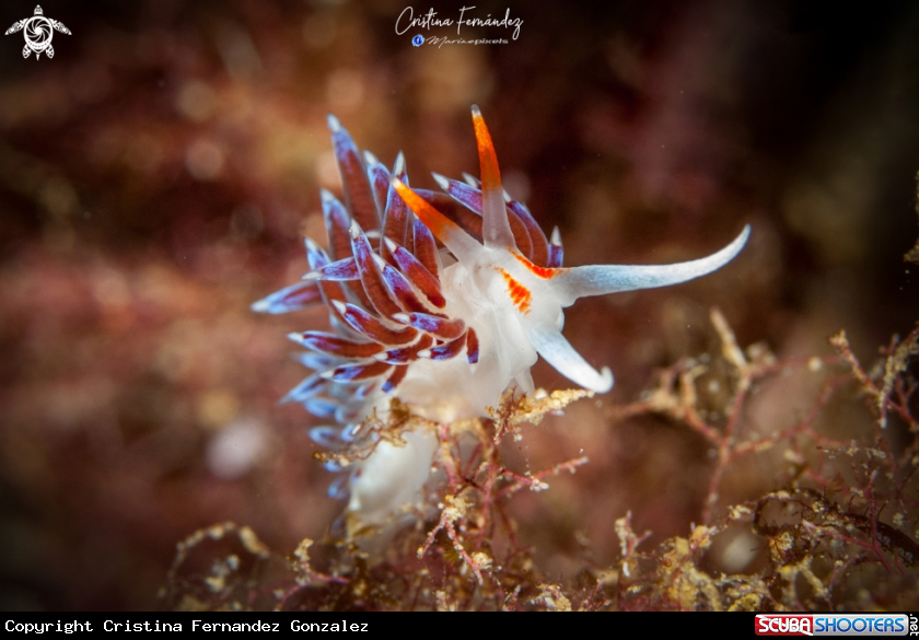 A Nudibranch