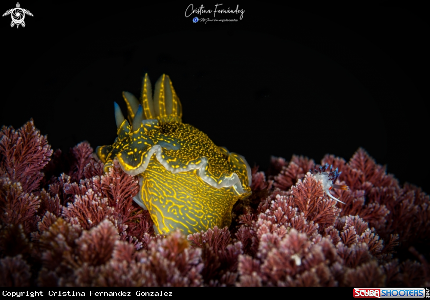 A Nudibranch