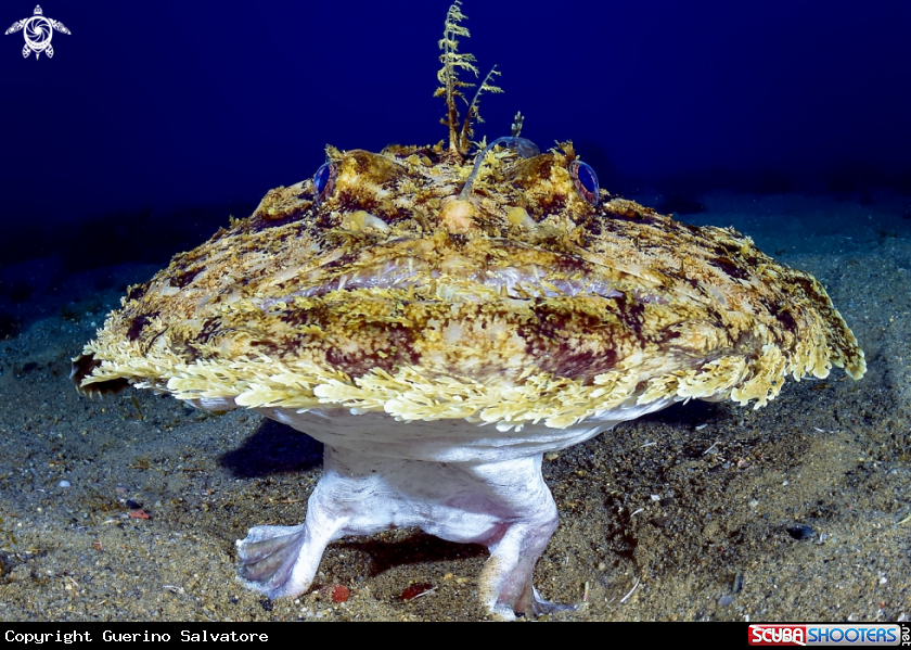 A Lophius piscatorius