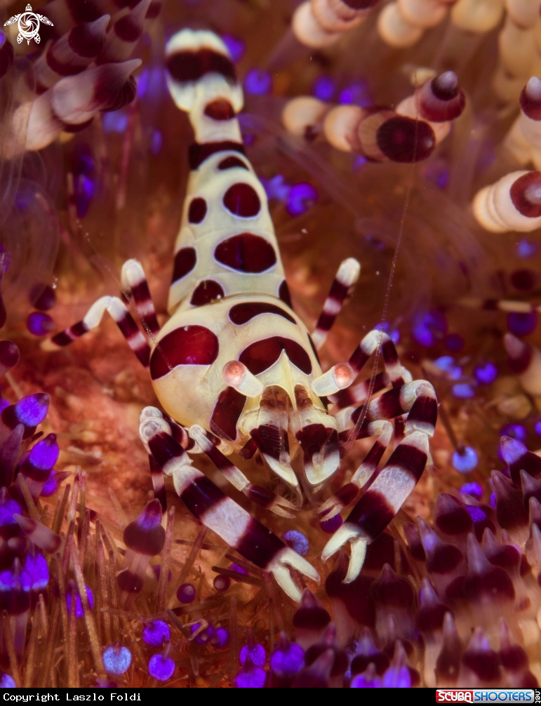 A Coleman shrimp