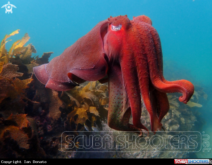A Australian giant cuttlefish