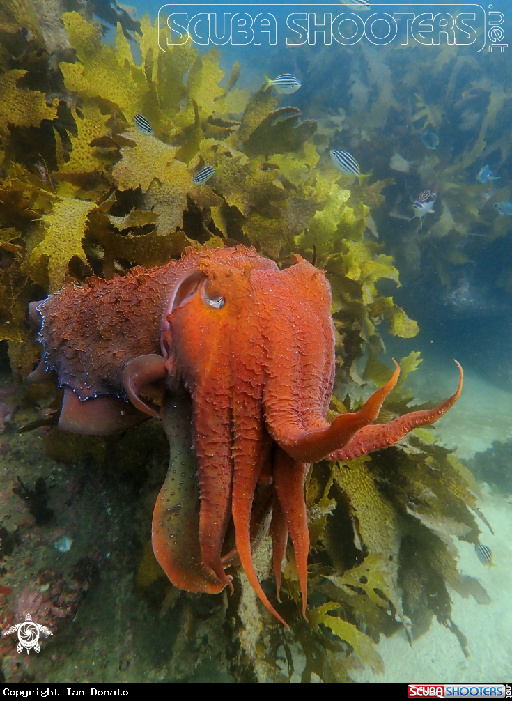 A Australian giant cuttlefish