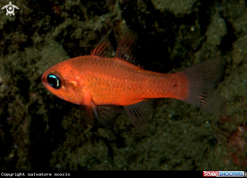 A underwater creature