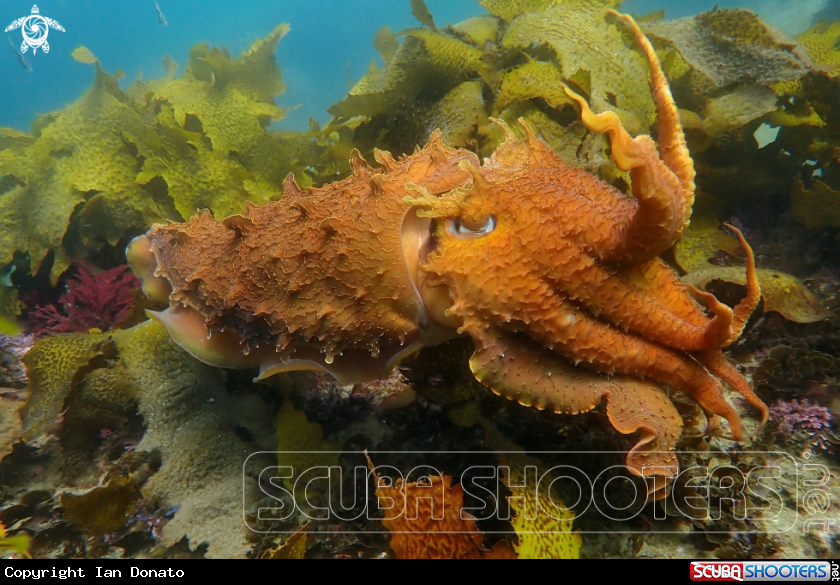 A Australian giant cuttlefish