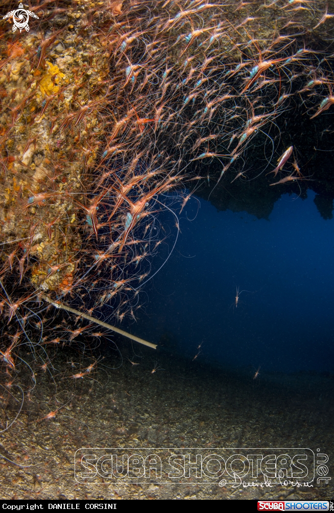 A GROTTA DEI GAMBERI