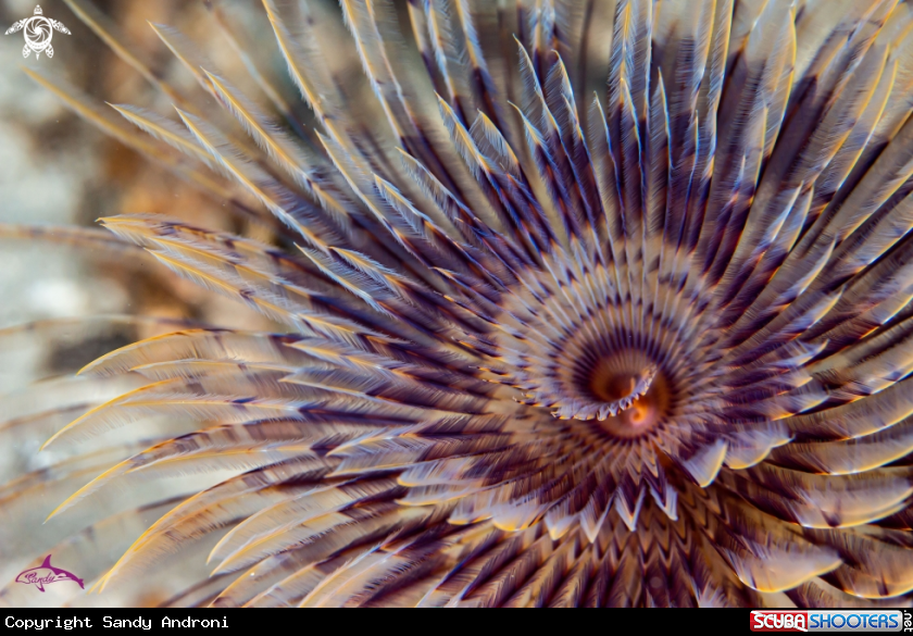 A Feather duster worm