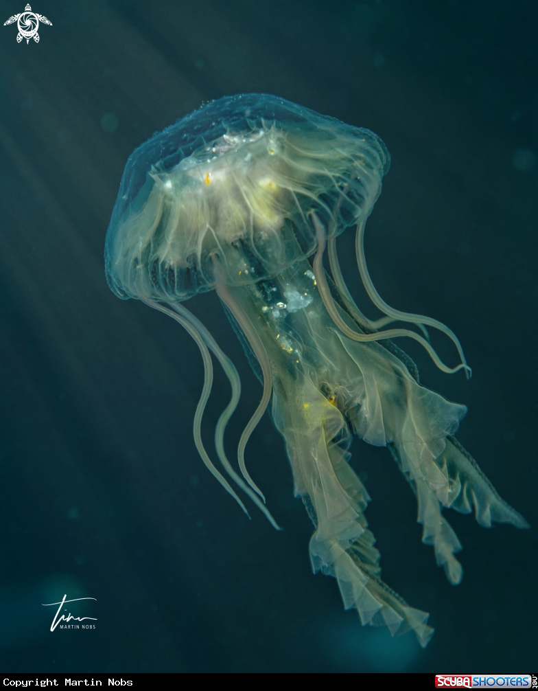 A Unknown